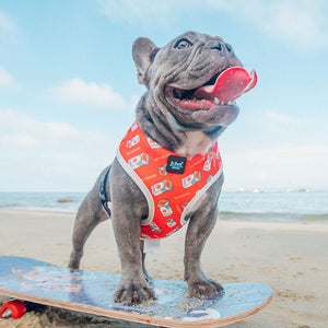 Unleash Comfort and Style with Our Pet Chest Harness Leash